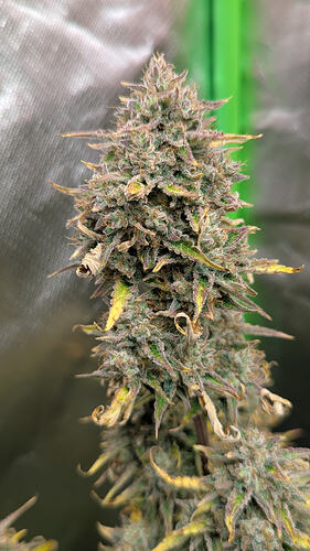 Growreport Bild 2