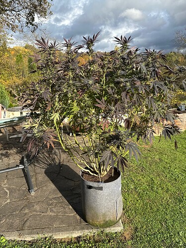 Growreport Bild 3