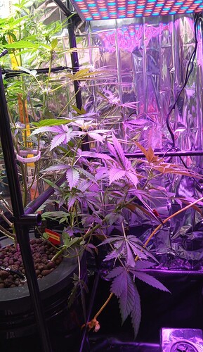 Growreport Bild 3