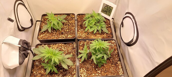 Growreport Bild 2