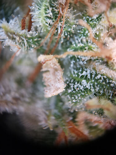 Growreport Bild 1