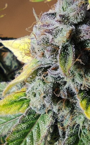 Growreport Bild 24