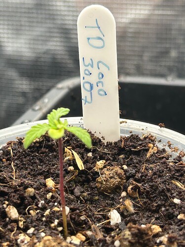Growreport Bild 38