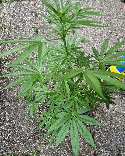 Growreport Bild 27