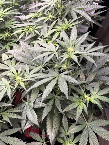 Growreport Bild 36