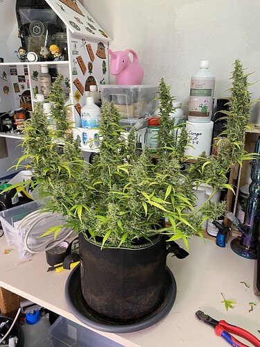 Growreport Bild 58