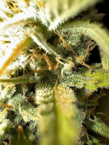 Growreport Bild 3