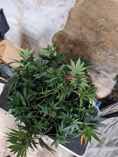 Growreport Bild 11