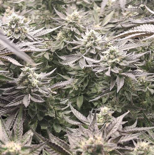 481056402_122168809358293599_7562930799243887166_n