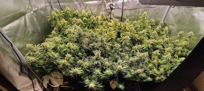 Growreport Bild 45