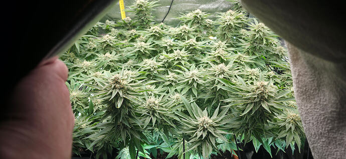 Growreport Bild 30