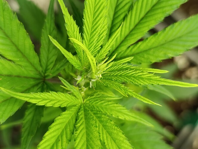 Growreport Bild 6
