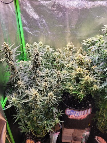 Growreport Bild 3