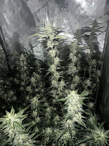 Growreport Bild 3