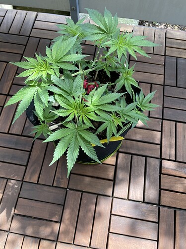 Growreport Bild 7