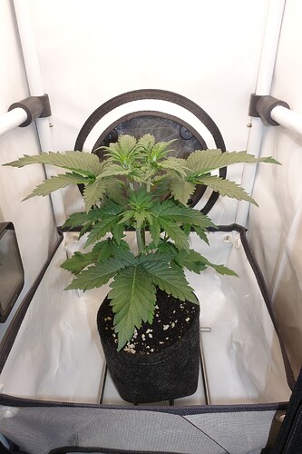 Growreport Bild 12