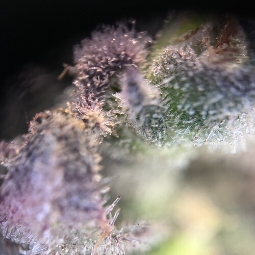 Growreport Bild 6