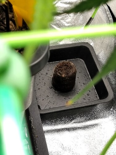 Growreport Bild 22