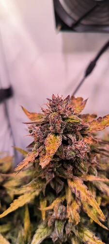 Growreport Bild 26