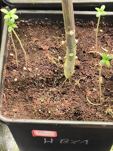 Growreport Bild 5