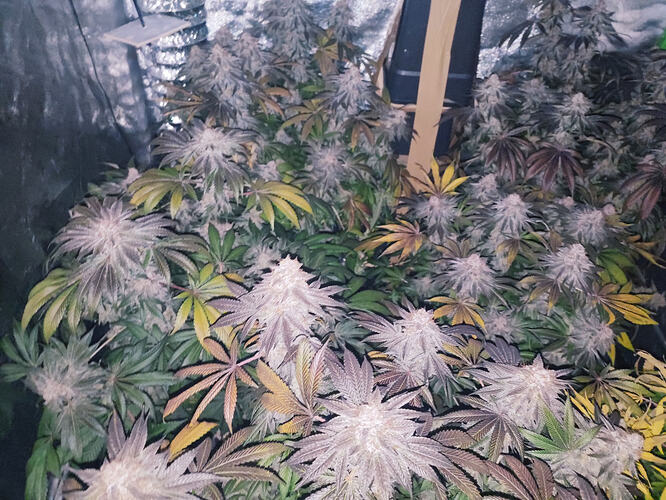 Growreport Bild 64