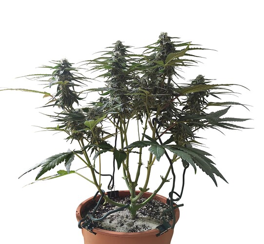 Growreport Bild 10