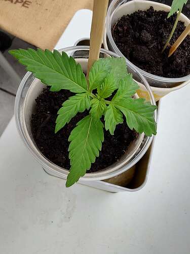Growreport Bild 3