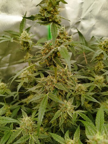 Nahaufnahme von Cannabis-Pflanzen in der Blütephase mit dicht gepackten Blüten und grünen Blättern.