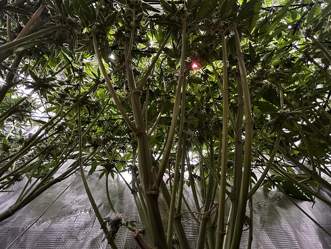 Growreport Bild 39