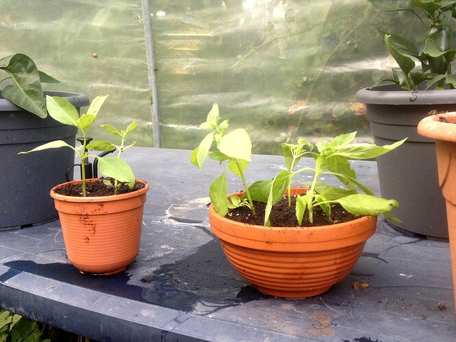 Grow24_0907_10