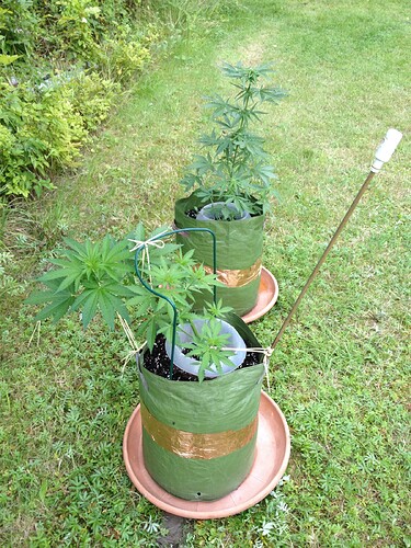 Growreport Bild 15