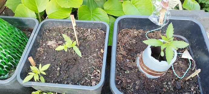Growreport Bild 19