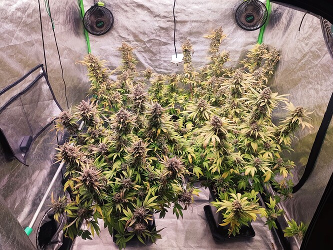 Growreport Bild 67