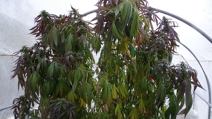 Growreport Bild 5