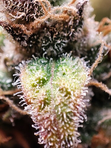 Growreport Bild 88