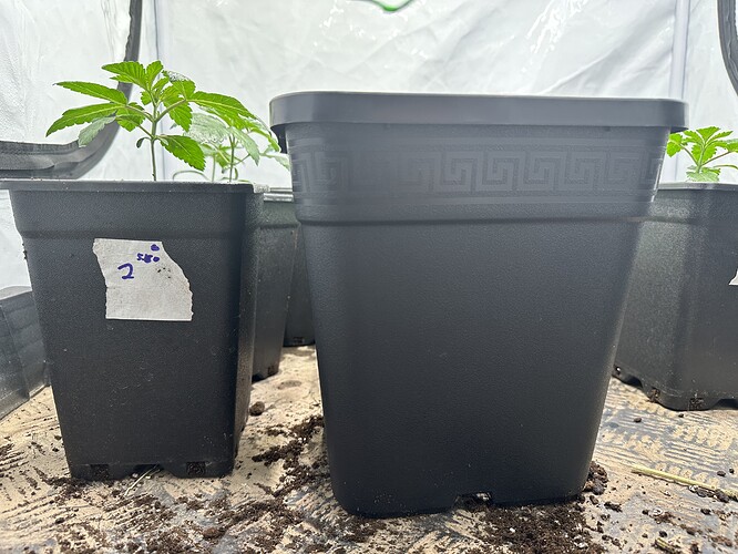 Growreport Bild 2