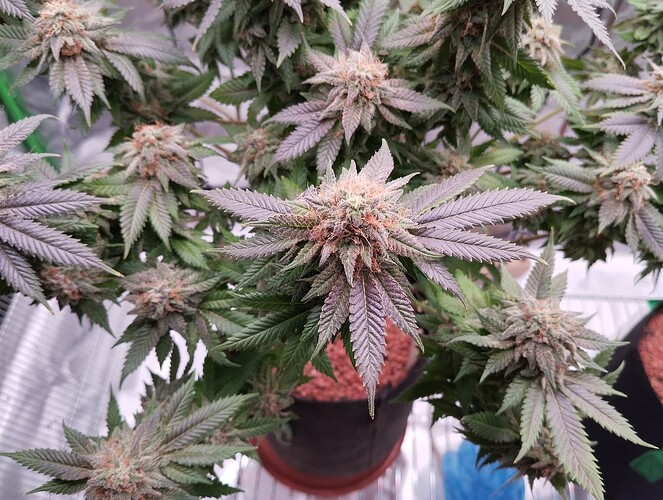 Growreport Bild 5
