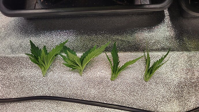Growreport Bild 11