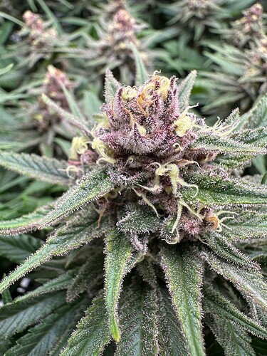 Growreport Bild 5