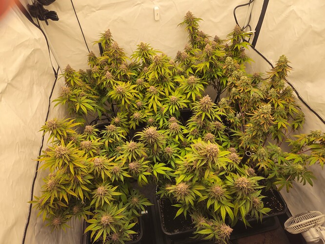 Growreport Bild 9