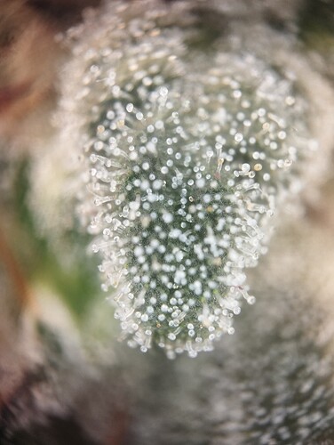 Growreport Bild 2