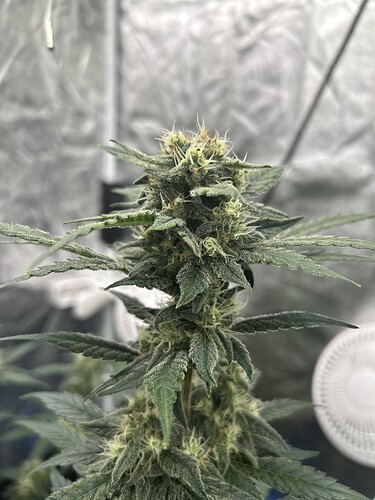 Growreport Bild 20