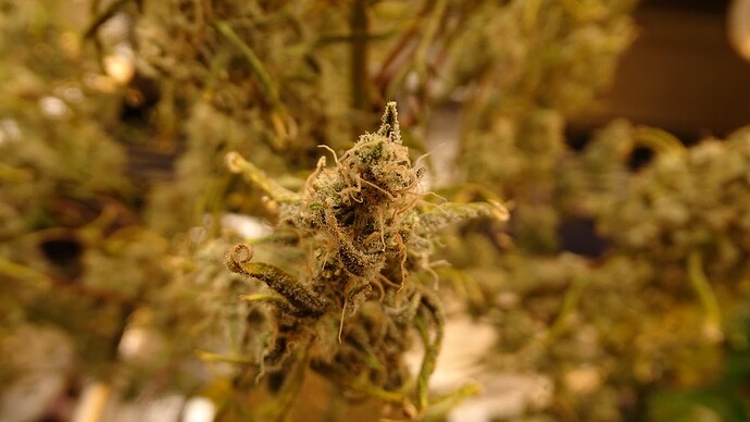 Growreport Bild 35