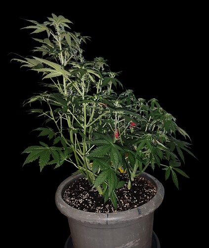 Growreport Bild 3