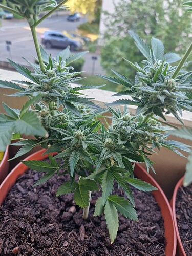 Growreport Bild 45