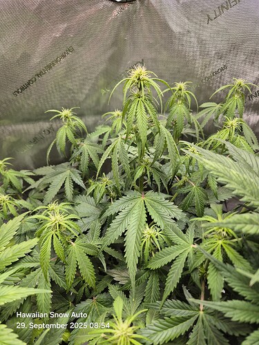 Growreport Bild 12