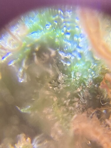 Growreport Bild 54