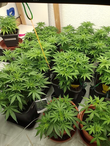 Growreport Bild 12