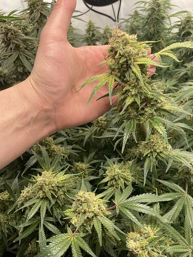 Growreport Bild 13