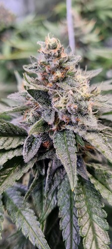 Growreport Bild 9